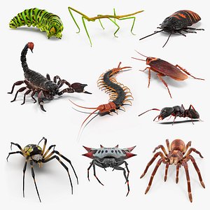 Creeping Insects Collection 4