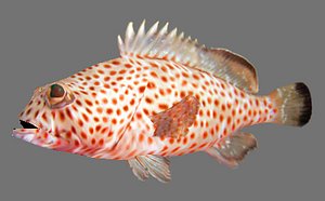 Grouper Atlantic goliath grouper or itajara (Epinephelus itajara)