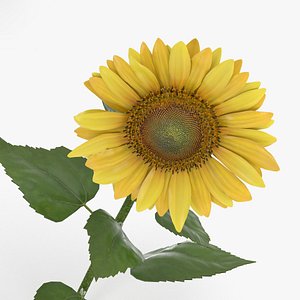 3D model sunflower flower