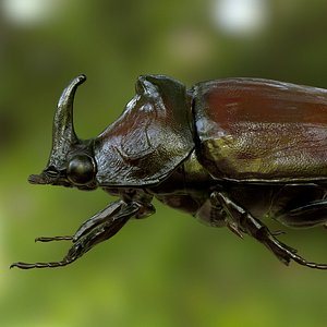 Rhinoceros Beetle Realistic PBR