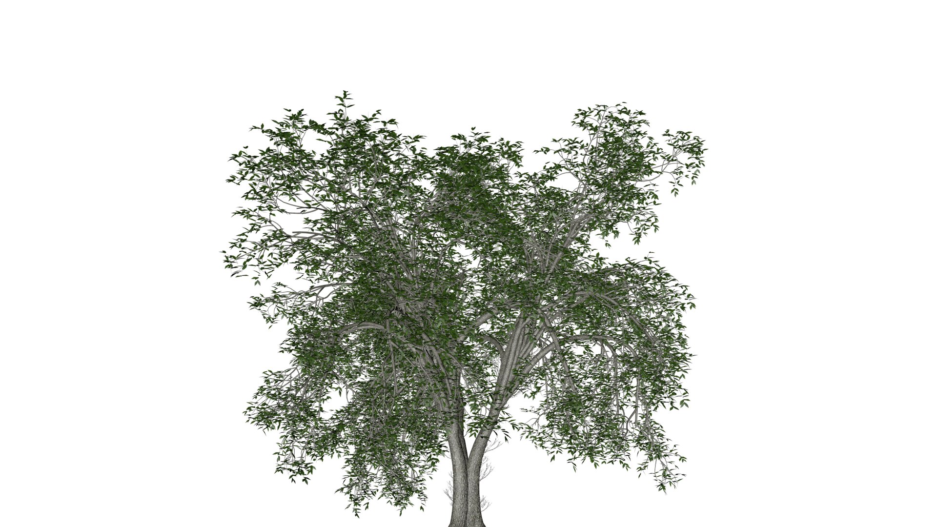 American Elm Tree - 03 - 3D - TurboSquid 2374296