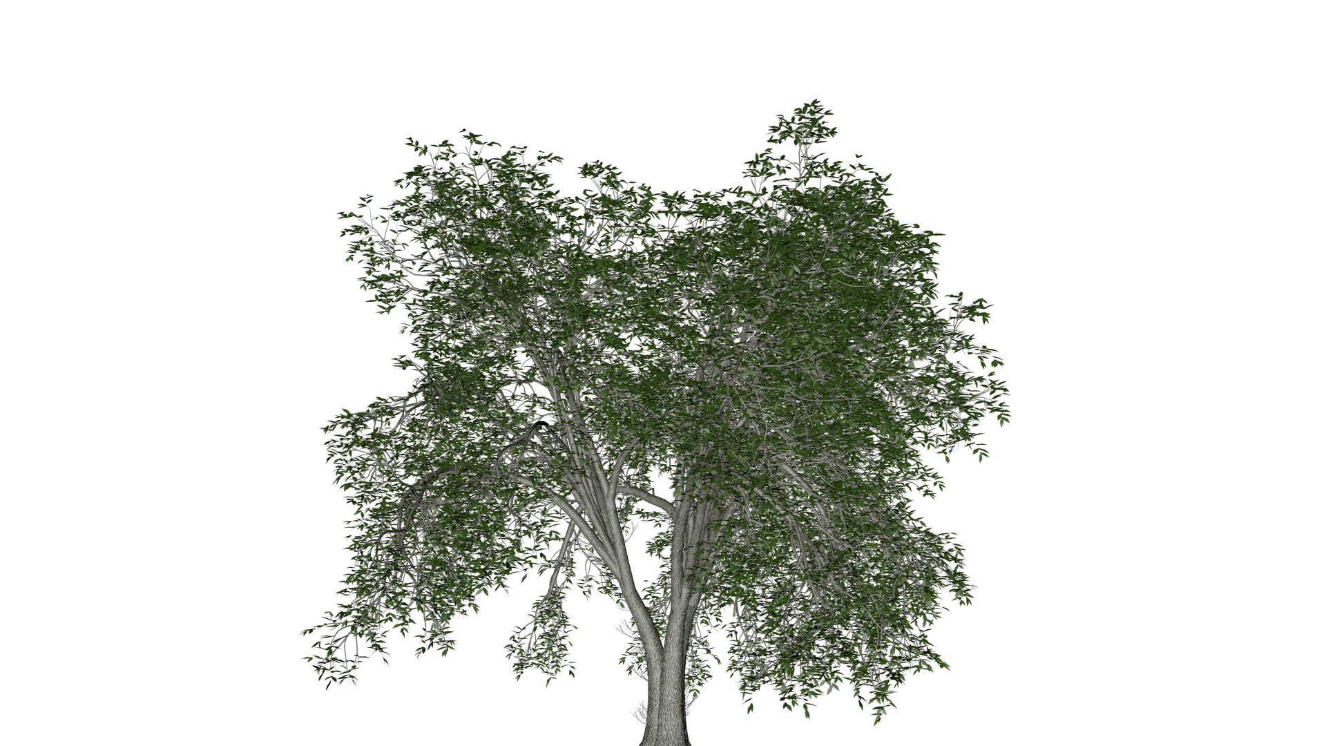 American Elm Tree - 03 - 3D - TurboSquid 2374296