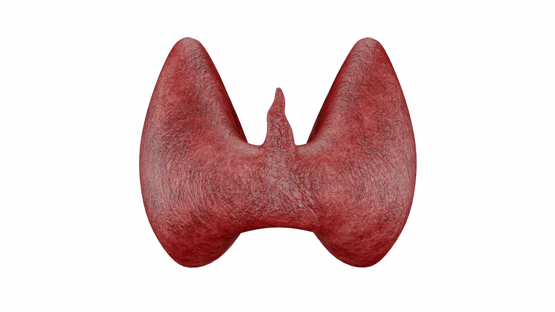 Thyroid 3D Model model https://p.turbosquid.com/ts-thumb/Gj/8xLZdY/98/thyroid/png/1713020109/1920x1080/turn_fit_q99/25727f66c4f886b6894061880cbb0585f0d3c665/thyroid-1.jpg