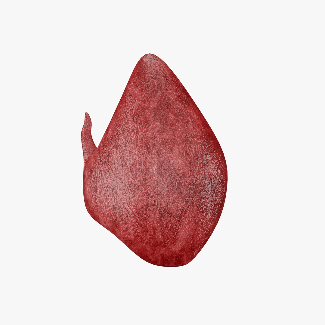 Thyroid 3D Model model https://p.turbosquid.com/ts-thumb/Gj/8xLZdY/F7/17/png/1713019870/1920x1080/fit_q87/5b9af1f85cf65d9ab6b3af84b62ed1c071af9662/17.jpg