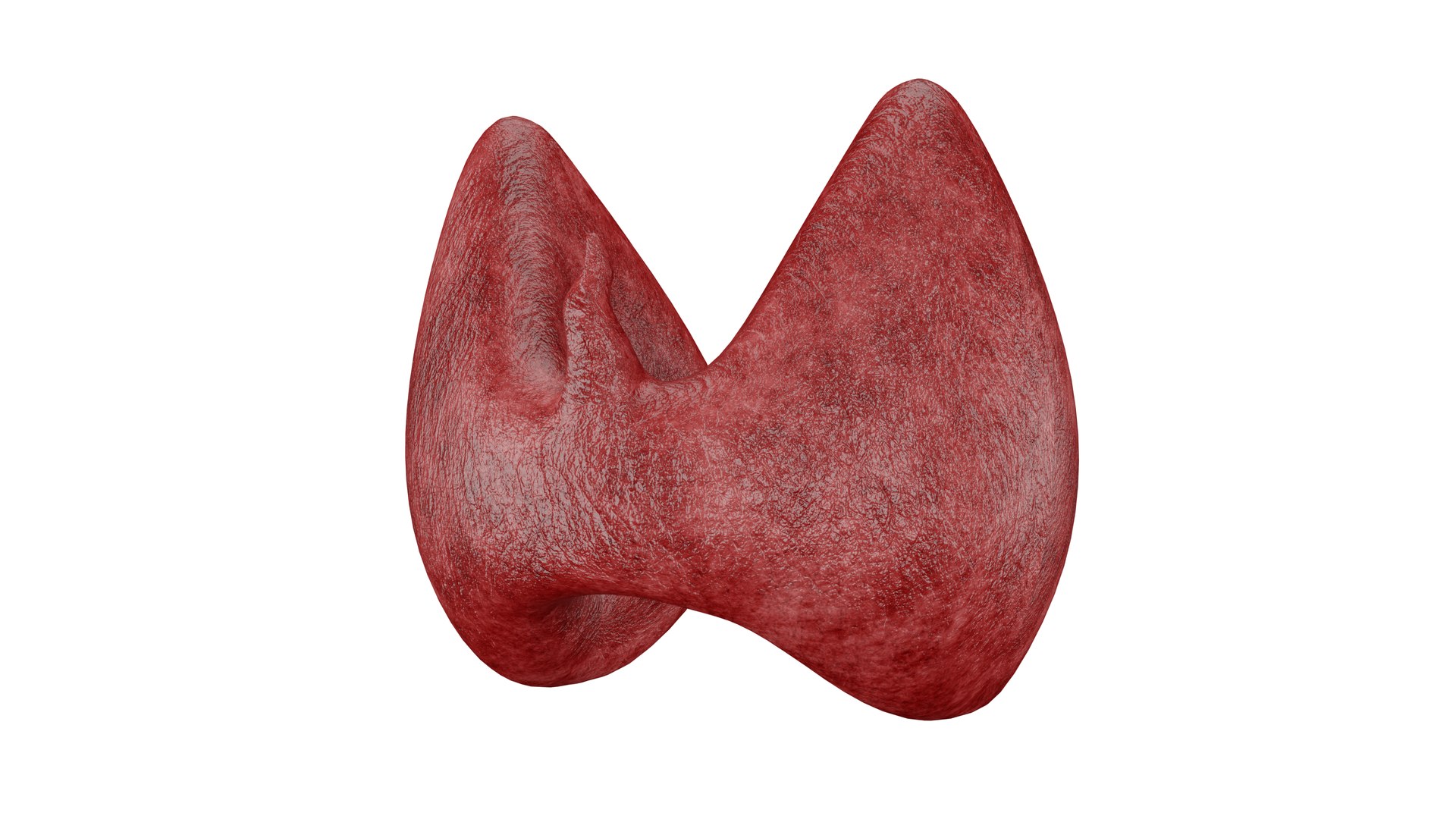 Thyroid 3D Model model https://p.turbosquid.com/ts-thumb/Gj/8xLZdY/n2/6/png/1713019988/1920x1080/fit_q87/714dd9d0c6df29ebb6141713d0831794c52066c7/6.jpg