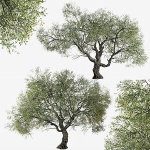 Set of Canyon live oak or Quercus chrysolepis Tree