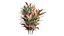 cordyline fruticosa plant 3D