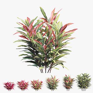 Cordyline Fruticosa plant set 02