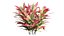 cordyline fruticosa plant 3D