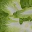 Vegetable Collection 2