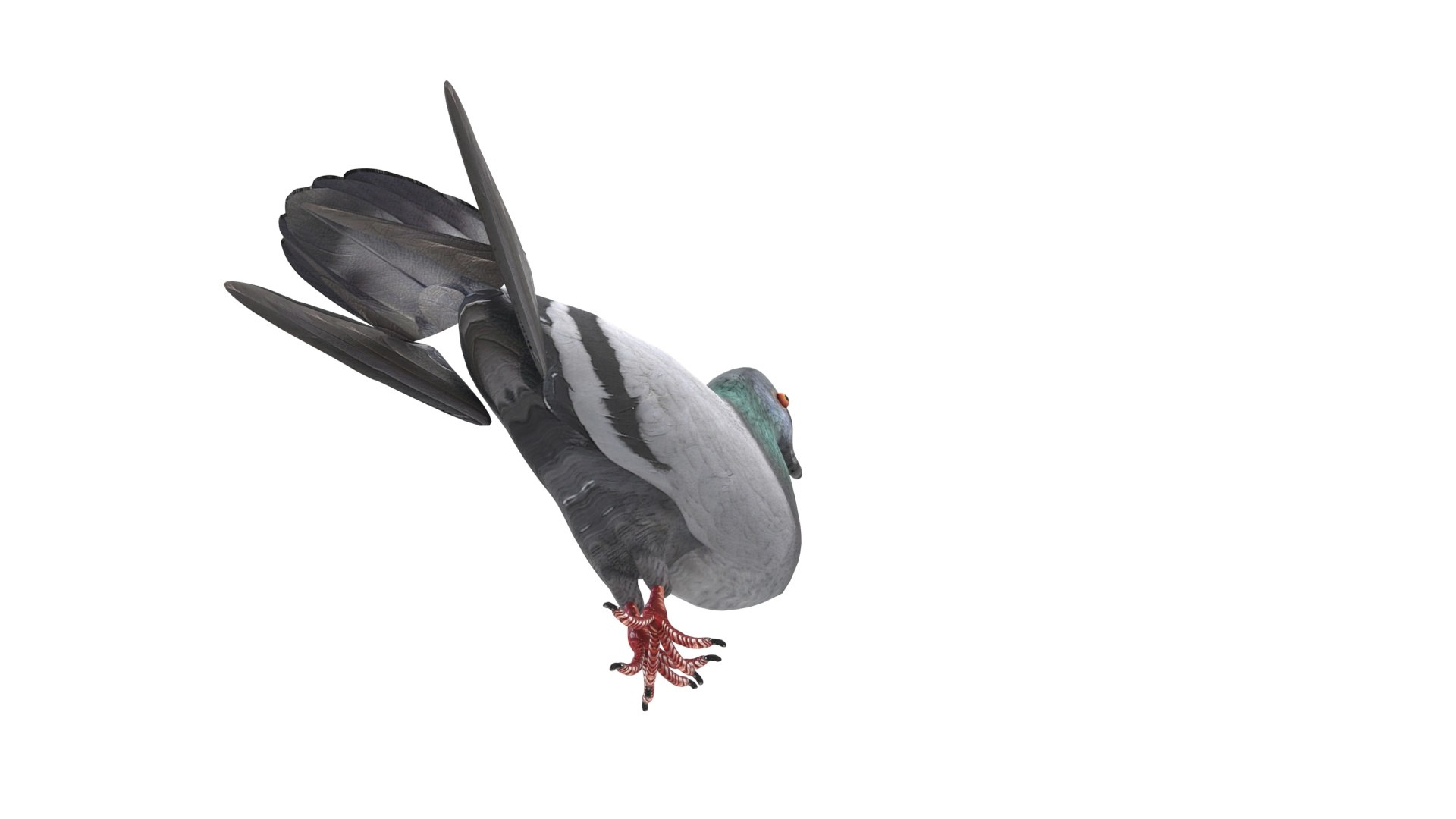 Pigeon Model - TurboSquid 1923394