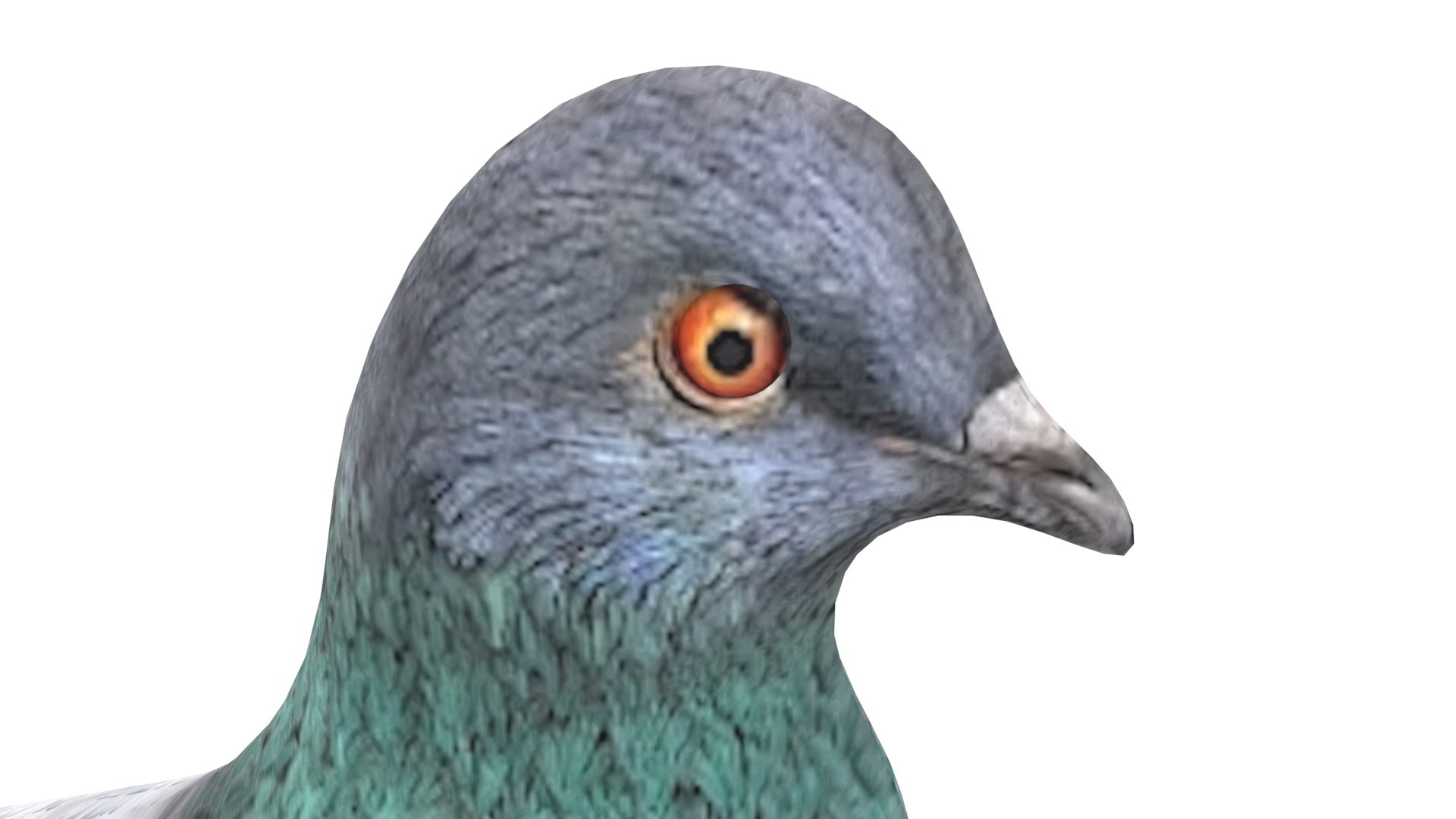 Pigeon model - TurboSquid 1923394