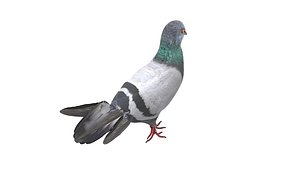 Pigeon
