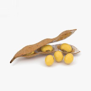soybean bean 3D model