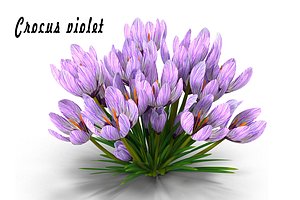 crocus max