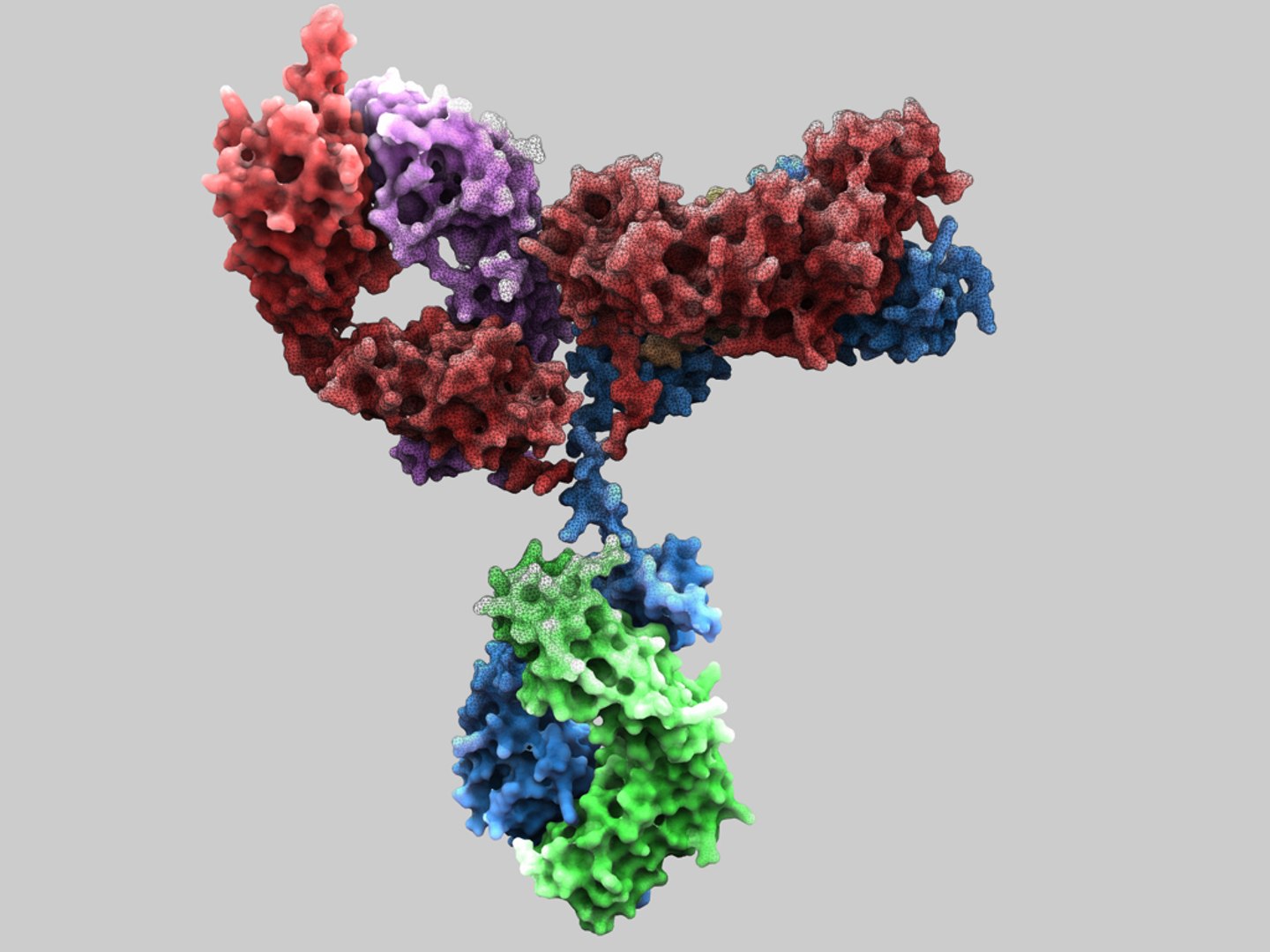 c4d antibody human https://p.turbosquid.com/ts-thumb/Gj/SUbZlg/fjPWCXbe/humaniggb12broadandpotent/jpg/1309106130/1920x1080/fit_q87/d7a82afedcf84a0c0b466a29379bdb24f3747e13/humaniggb12broadandpotent.jpg