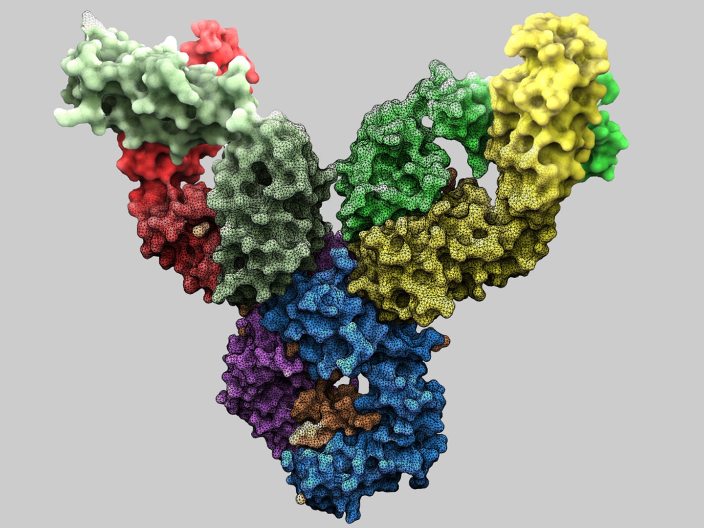 c4d antibody human https://p.turbosquid.com/ts-thumb/Gj/SUbZlg/icU6Ltxl/complexbetweenahumanigmrheumatoidfactorandigg1fc/jpg/1309106130/1920x1080/fit_q87/37f300c4aec30106f2467038184f232cf78b3cde/complexbetweenahumanigmrheumatoidfactorandigg1fc.jpg