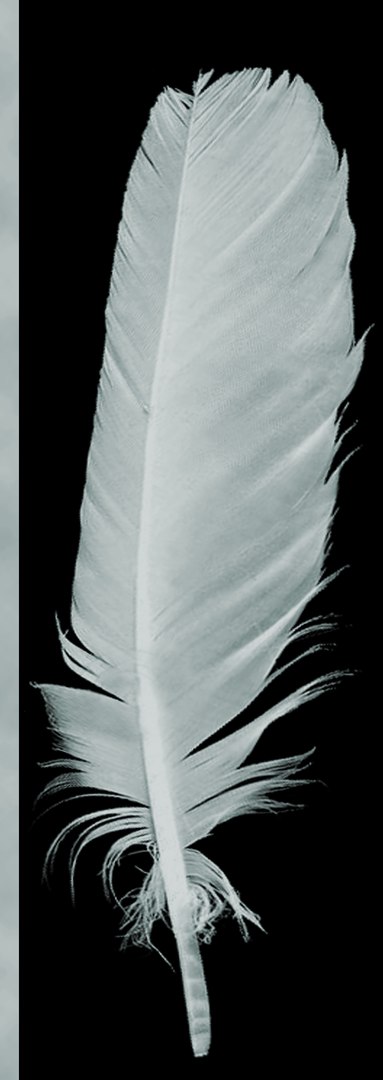 x feathers https://p.turbosquid.com/ts-thumb/Gj/UIvoXn/9wRAEYTT/feather_005_color/png/1478523371/1920x1080/fit_q87/fc5e5bdddb3fd2d29784d7b7f359d3419c73d74f/feather_005_color.jpg