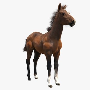 horse foal 3D