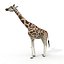 maya zebra giraffe rigged