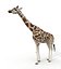 maya zebra giraffe rigged