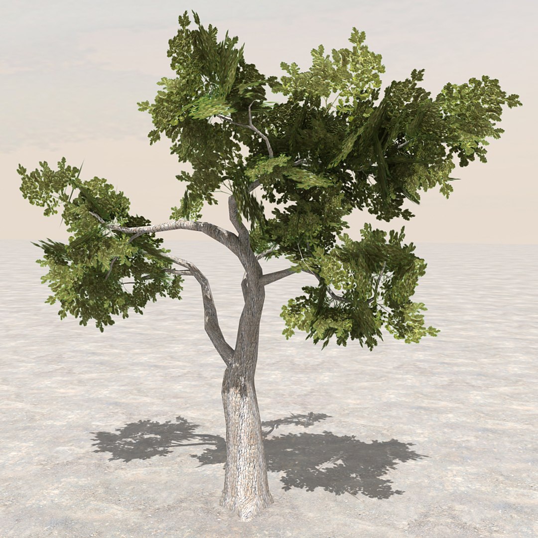 Tree Branch Afghanistan 3d Model