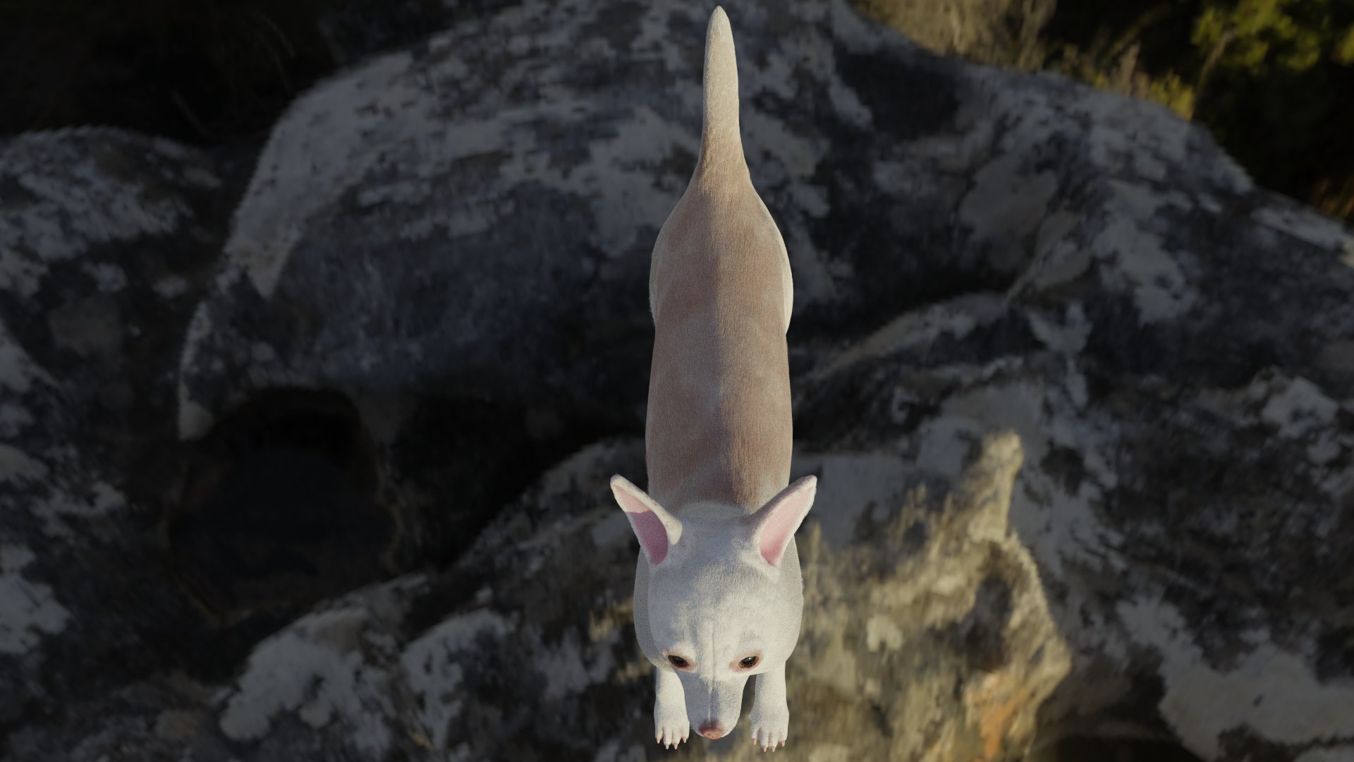 Chihuahua 3D https://p.turbosquid.com/ts-thumb/Gj/tFVO4U/lU/topview/png/1634920219/1920x1080/fit_q87/01be14b5ff5db3eb663c395176bc64b3bf15afe9/topview.jpg