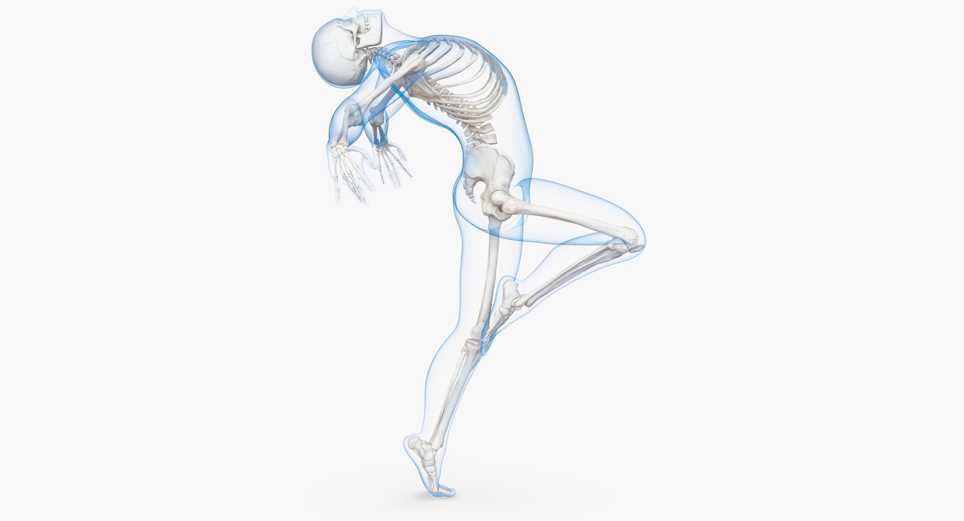 Male Body with Skeleton Ballet Pose 3D Model 3D model preview