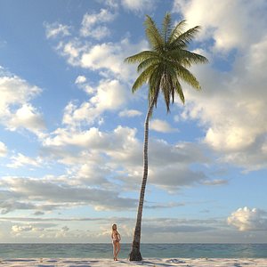 max coconut palm tree