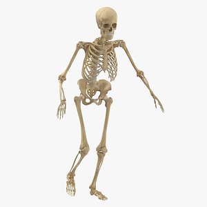 3D real human female skeleton model