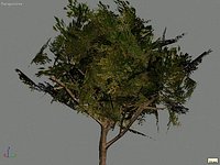 tree1.max