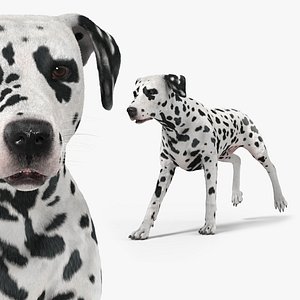Spotted Dalmatian Dog Running Animated Fur Rigged For Blender 3D
