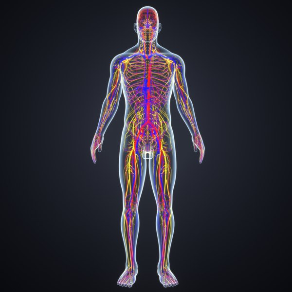 3d artery dissection animation model