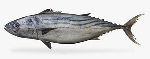 Bonito3