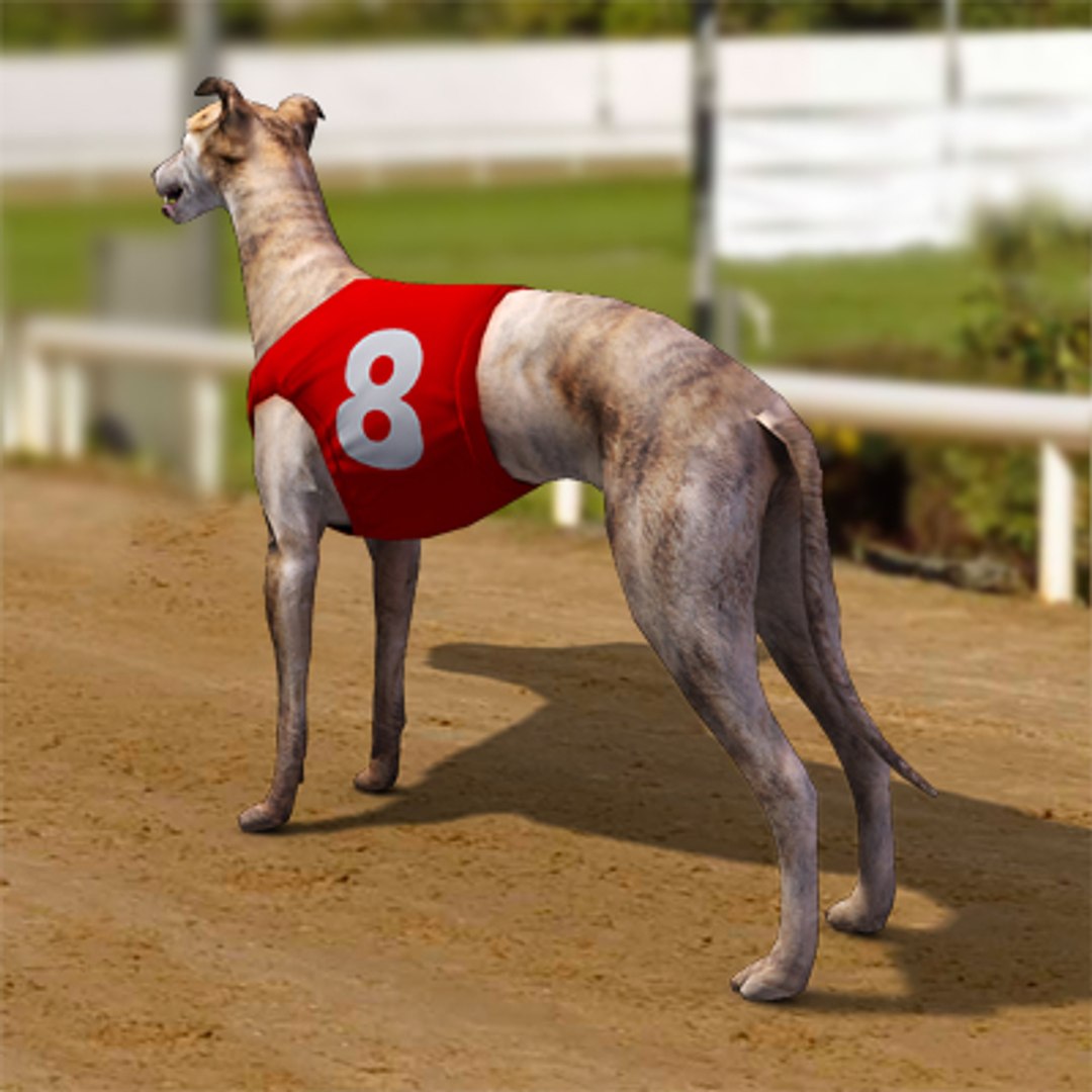 3d Racing Greyhounds Number Jackets