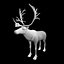 Reindeer