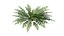 3D Ferns Dryopteris 01-08  with LODs