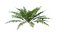 3D Ferns Dryopteris 01-08  with LODs