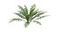 3D Ferns Dryopteris 01-08  with LODs