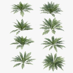 3D Ferns Dryopteris 01-08  with LODs