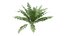 3D Ferns Dryopteris 01-08  with LODs