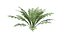 3D Ferns Dryopteris 01-08  with LODs