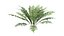 3D Ferns Dryopteris 01-08  with LODs