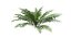 3D Ferns Dryopteris 01-08  with LODs