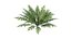 3D Ferns Dryopteris 01-08  with LODs