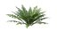 3D Ferns Dryopteris 01-08  with LODs