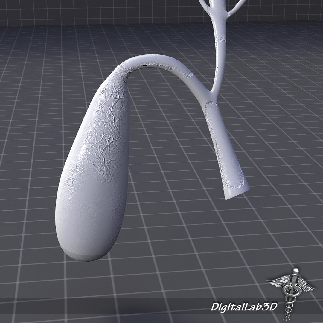 3d Model Gall Bladder