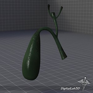 3d model gall bladder