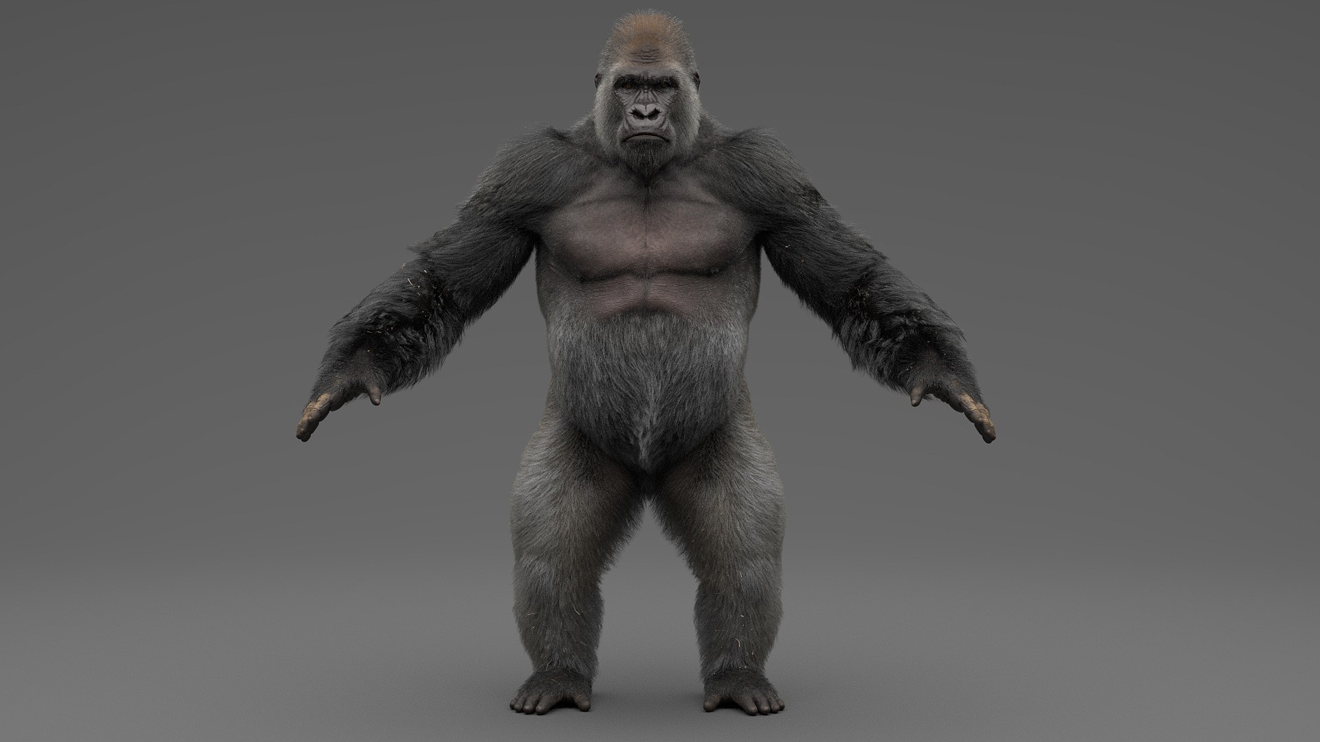 Gorilla fur objects 3D model - TurboSquid 1695616