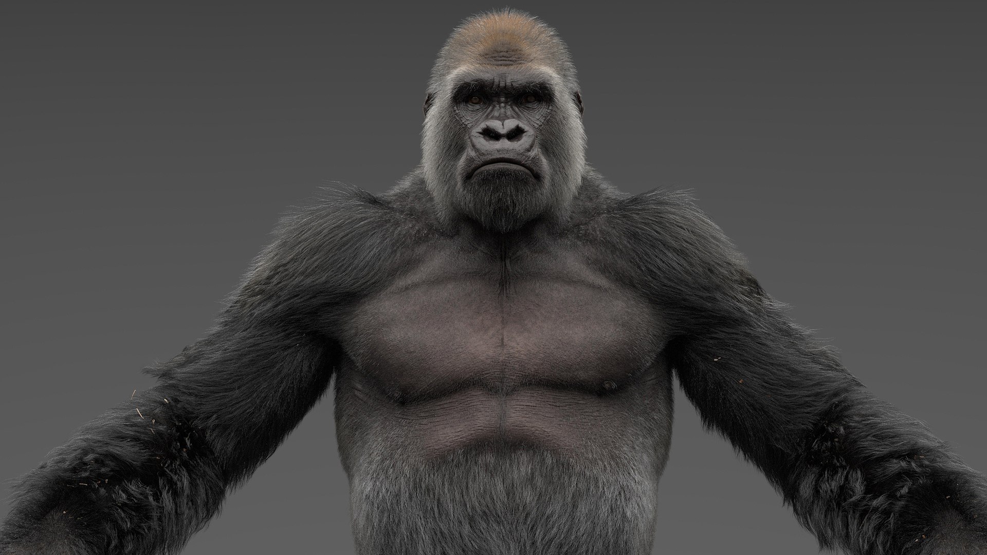 Gorilla Fur Objects 3D Model - TurboSquid 1695616